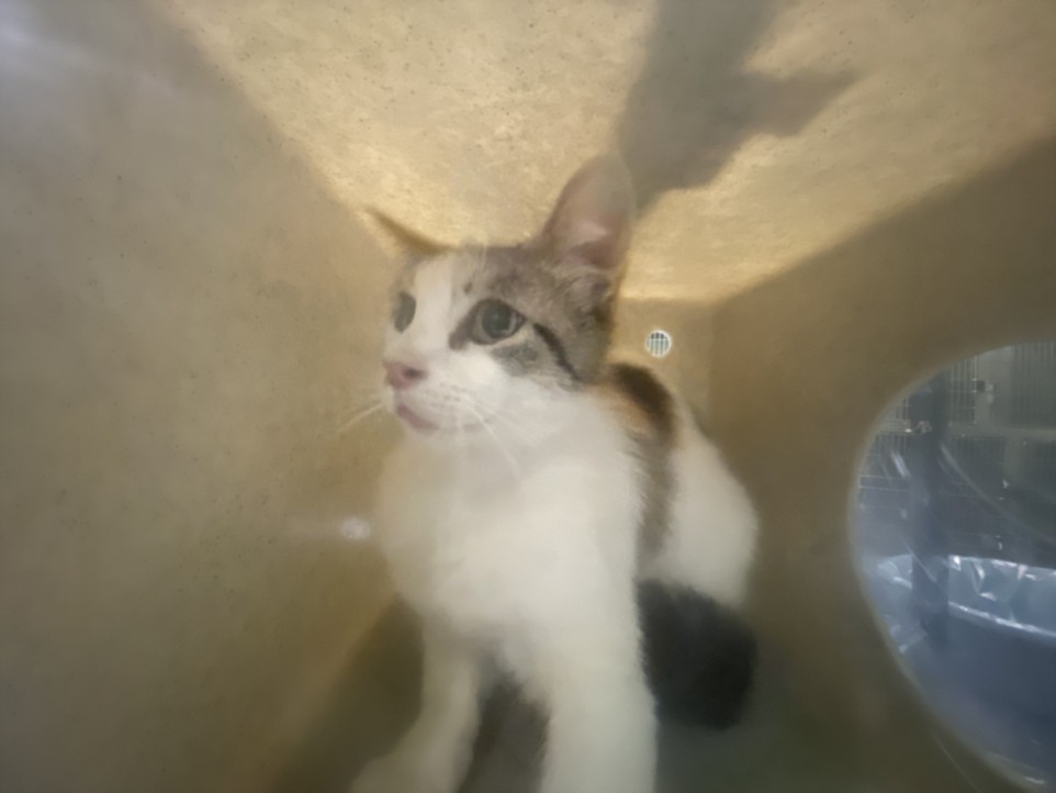 Shelter Stray Female Cat last seen , 1850 W 60th St, Los Angeles, CA 90047, USA
