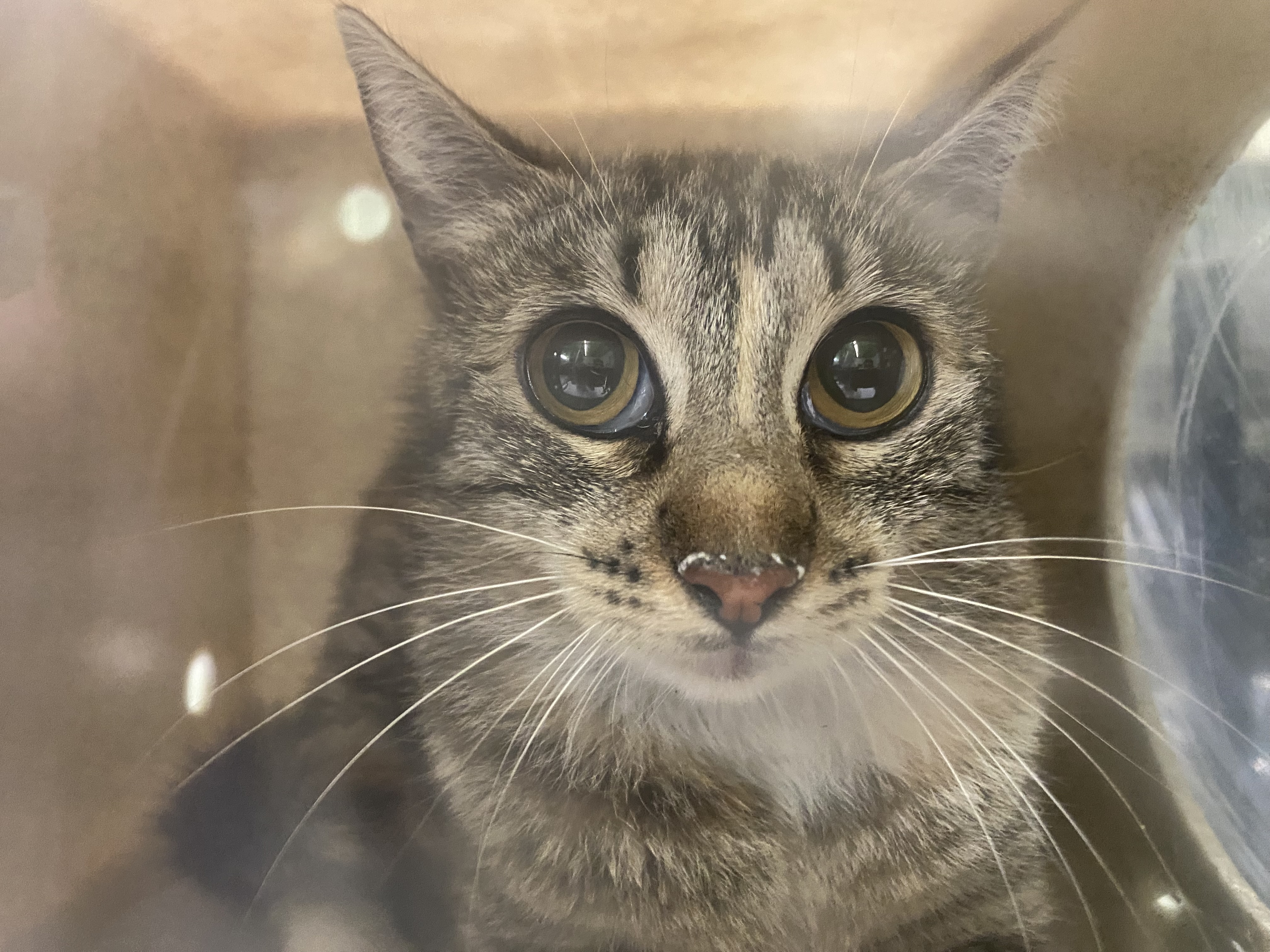 Shelter Stray Unknown Cat last seen , Los Angeles, CA 90047