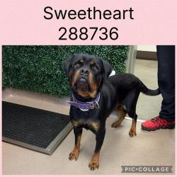 Shelter Stray Female Dog last seen KENNETH DR, Macon, GA 31216