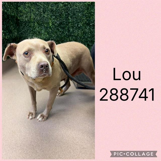 Shelter Stray Female Dog last seen NAPIER AVE, Macon, GA 31216