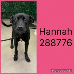 Shelter Stray Female Dog last seen HOUSTON AVENUE, Macon, GA 31216