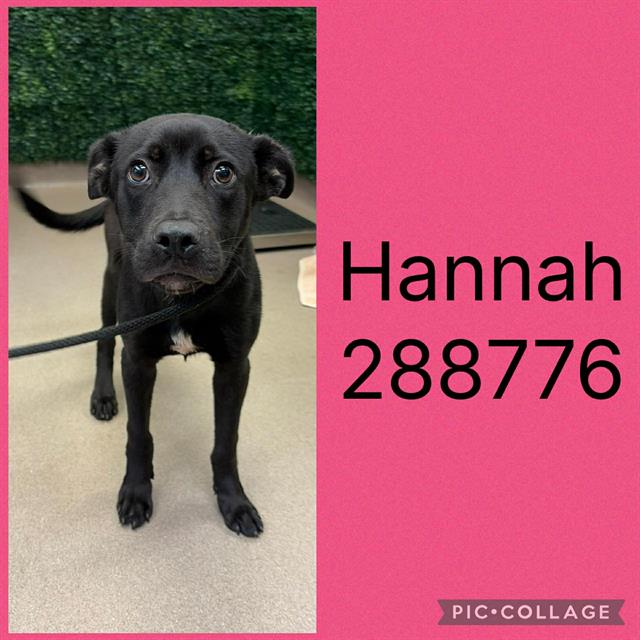 Shelter Stray Female Dog last seen HOUSTON AVENUE, Macon, GA 31216