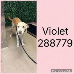 Shelter Stray Female Dog last seen VINEVILLE AVE, Macon, GA 31216