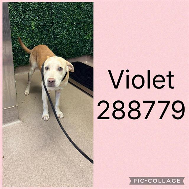 Shelter Stray Female Dog last seen VINEVILLE AVE, Macon, GA 31216