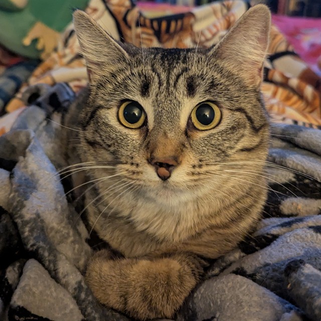 Shelter Stray Female Cat last seen DARTMOUTH, 63130, Olivette, MO 63132