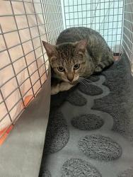 Shelter Stray Unknown Cat last seen Near BLOCK NE 1 AV, DANIA FL 33004, Davie, FL 33312