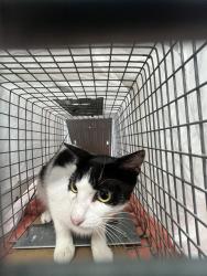 Shelter Stray Unknown Cat last seen Near BLOCK MCKINLEY ST, HOLLYWOOD FL 33021, Davie, FL 33312