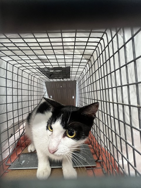 Shelter Stray Unknown Cat last seen Near BLOCK MCKINLEY ST, HOLLYWOOD FL 33021, Davie, FL 33312