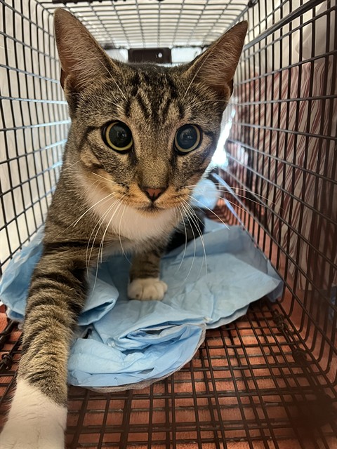 Shelter Stray Unknown Cat last seen Near BLOCK SW 18 ST, PLANTATION FL 33317, Davie, FL 33312