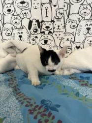 Shelter Stray Male Cat last seen , San Pedro, CA 90731
