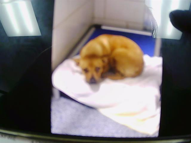 Shelter Stray Female Dog last seen CHARLOTTE, Charlotte, NC 28217