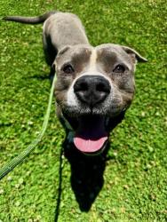 Shelter Stray Male Dog last seen CHARLOTTE, Charlotte, NC 28217