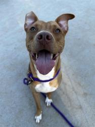 Shelter Stray Female Dog last seen CHARLOTTE, Charlotte, NC 28217