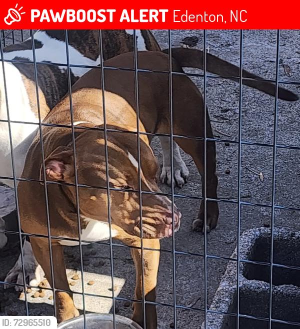 Lost Female Dog last seen Highway 32, Edenton, NC 27932