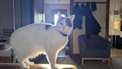 Lost Male Cat last seen Cleveland and Greenwich, Columbus, OH 43211