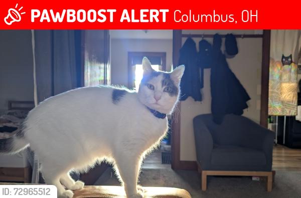 Lost Male Cat last seen Cleveland and Greenwich, Columbus, OH 43211