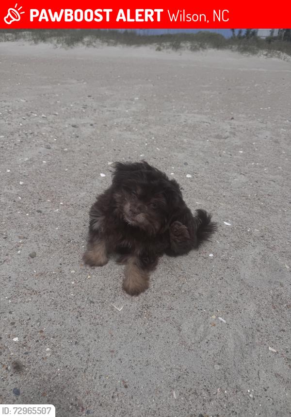 Lost Male Dog last seen Near Barnes Equipment off of 42 in Kenly , Wilson, NC 27893