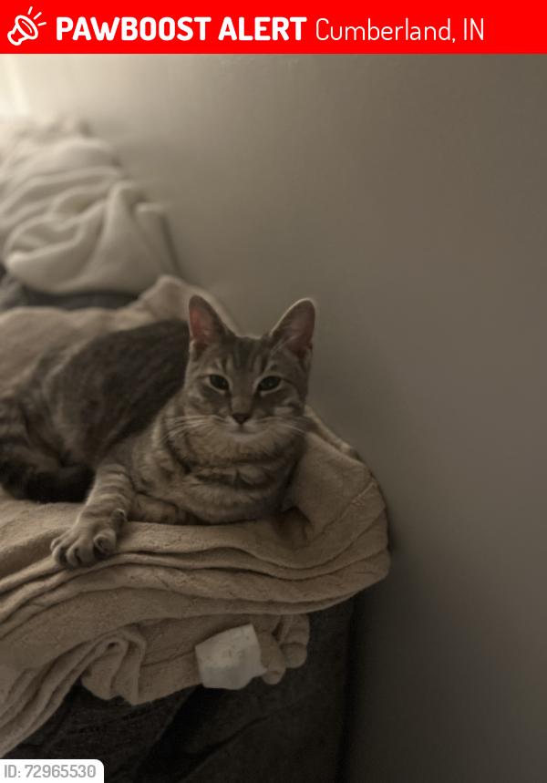 Lost Male Cat last seen Granby drive and Hopkins Road, Cumberland, IN 46229