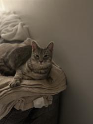 Lost Male Cat last seen Granby drive and Hopkins Road, Cumberland, IN 46229