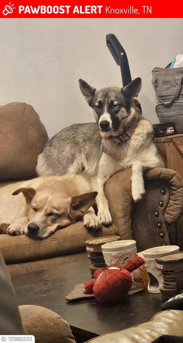 Lost Female Dog last seen Dogwood cove Knoxville TN, Knoxville, TN 37919