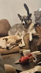 Lost Female Dog last seen Dogwood cove Knoxville TN, Knoxville, TN 37919