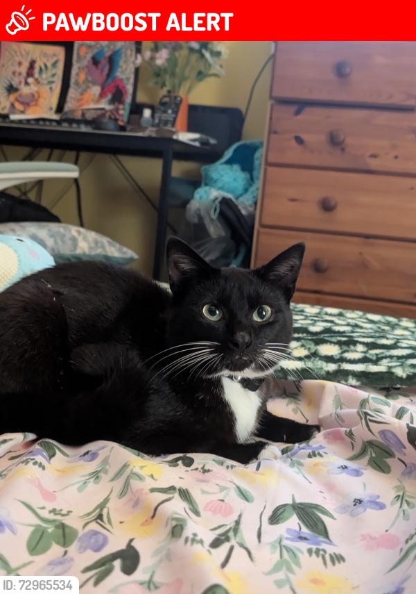 Lost Male Cat last seen Near the car park, Staffordshire, England ST6 4QP