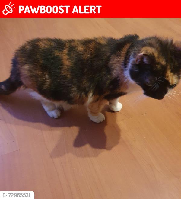 Lost Female Cat last seen The square , West Midlands, England WV2