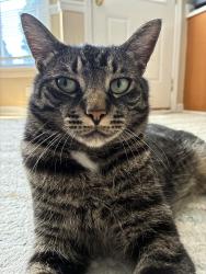 Lost Male Cat last seen Near windy grove ct Fayetteville nc 28314, Fayetteville, NC 28314