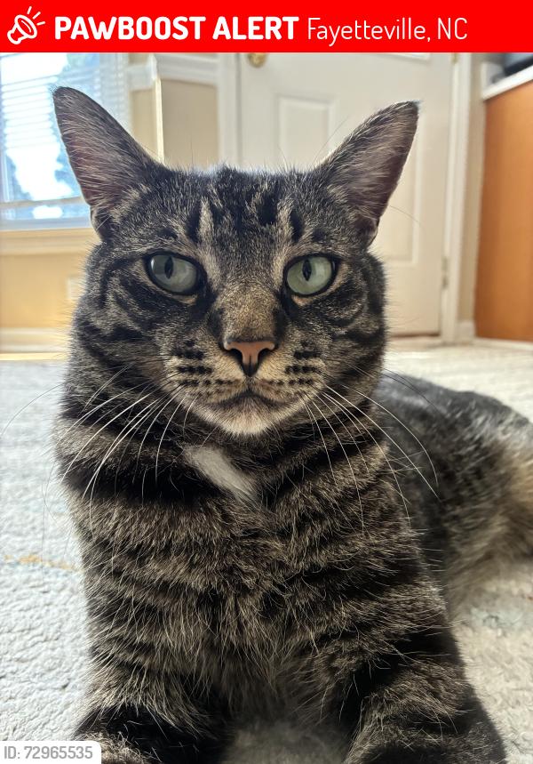 Lost Male Cat last seen Near windy grove ct Fayetteville nc 28314, Fayetteville, NC 28314