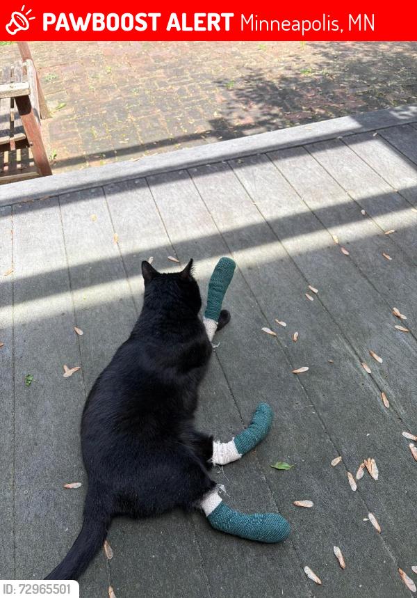 Lost Female Cat last seen Near 34th Ave North, Plymouth, MN 55447, Minneapolis, MN 55447