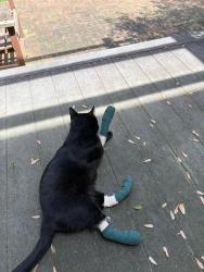 Lost Female Cat last seen Near 34th Ave North, Plymouth, MN 55447, Minneapolis, MN 55447
