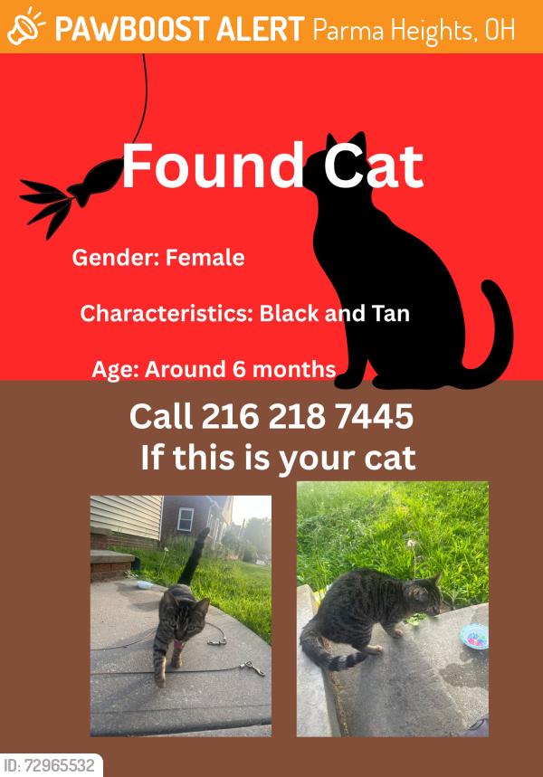 Found/Stray Female Cat last seen Between York and Rosedale Ave, Parma Heights, OH 44130