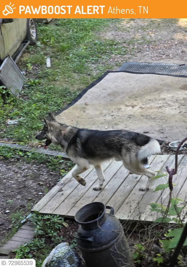 Found/Stray Male Dog last seen Clearwater Area, Athens, TN 37303