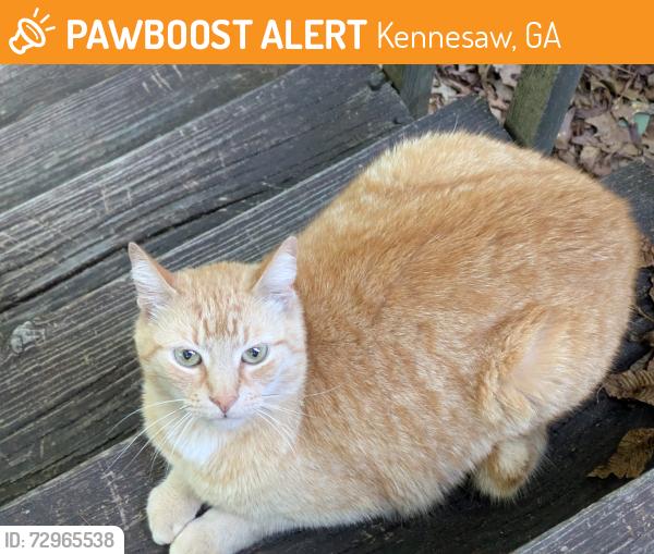 Found/Stray Male Cat last seen Due West Rd and Teague Rd , Kennesaw, GA 30152