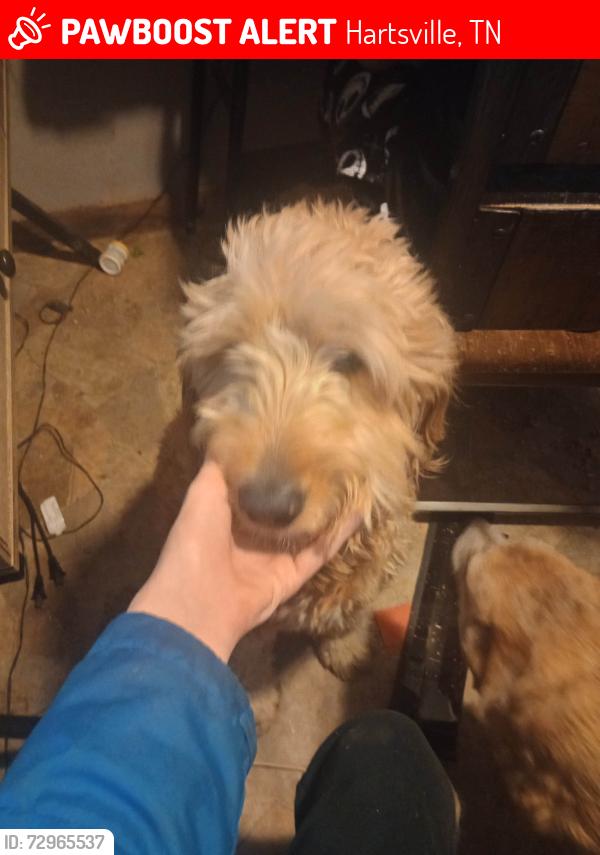 Lost Female Dog last seen New Harmony road, Whitt lane, Hartsville, TN 37074