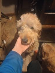 Lost Female Dog last seen New Harmony road, Whitt lane, Hartsville, TN 37074