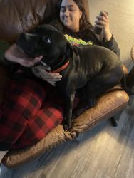 Lost Male Dog last seen Near Nell st fort worth, Fort Worth, TX 76119
