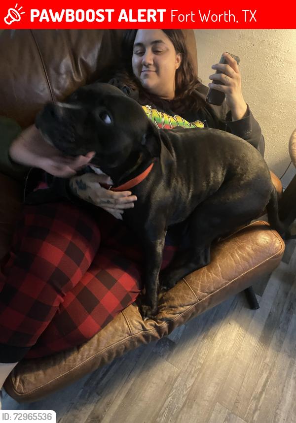 Lost Male Dog last seen Near Nell st fort worth, Fort Worth, TX 76119