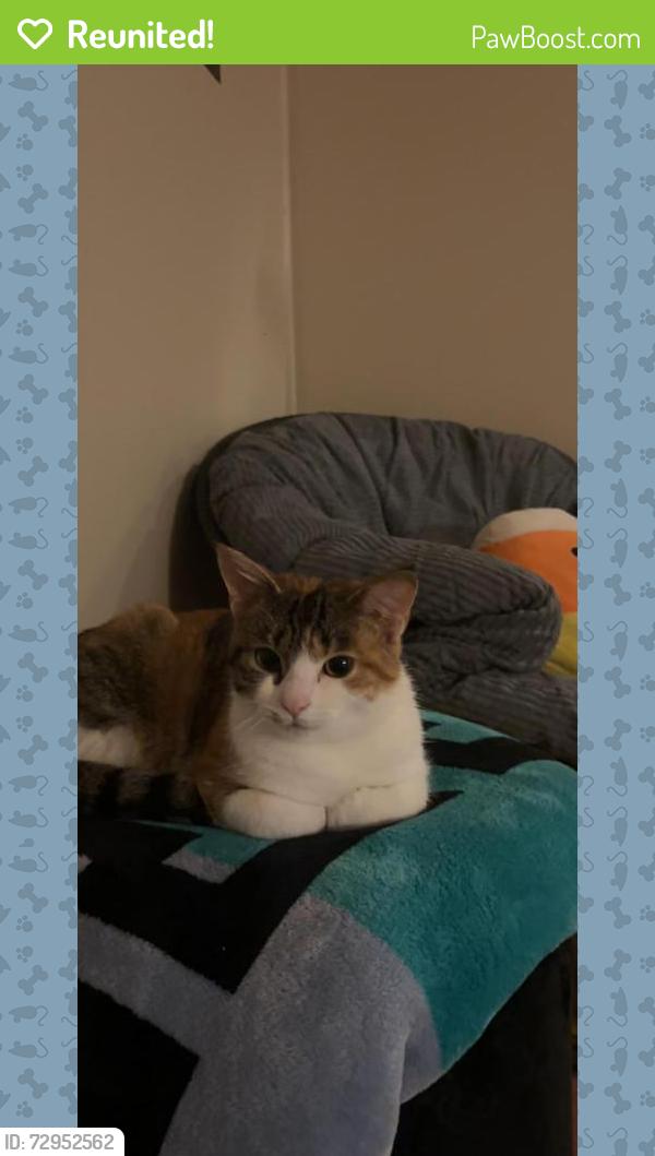 Reunited Female Cat last seen Rockwells Red Lion restaurant , Elizabeth, PA 15037