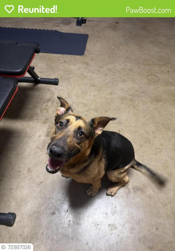 Reunited Female Dog last seen Running near Redland Ranch, San Antonio, TX 78247