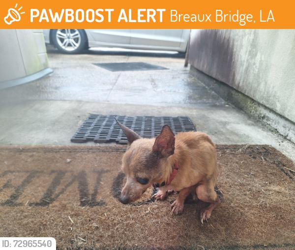 Found/Stray Male Dog last seen Gecko , Breaux Bridge, LA 70517