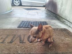 Found/Stray Male Dog last seen Gecko , Breaux Bridge, LA 70517