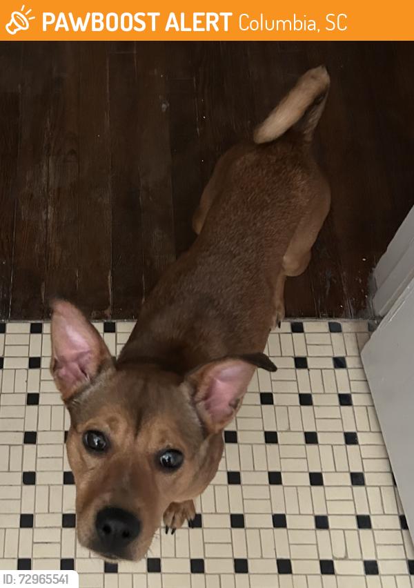Found/Stray Female Dog last seen 1-20 and 277, Columbia, SC 29203