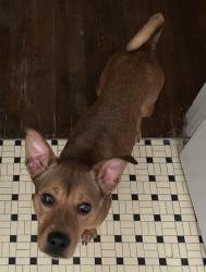 Found/Stray Female Dog last seen 1-20 and 277, Columbia, SC 29203