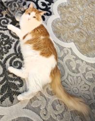 Lost Male Cat last seen Spring creek dr, Townsend, DE 19734