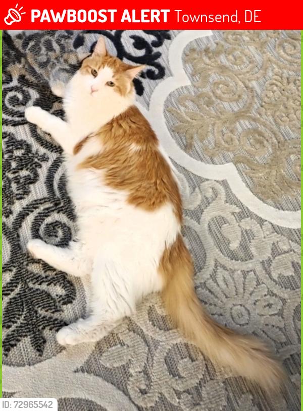 Lost Male Cat last seen Spring creek dr, Townsend, DE 19734
