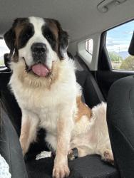 Reunited Male Dog last seen Tucson and Glen, Tucson, AZ 85705