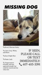 Lost Female Dog last seen Hunter creek area , Orlando, FL 32837