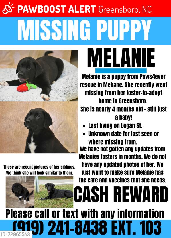 Lost Female Dog last seen Logan, Greensboro, NC 27401