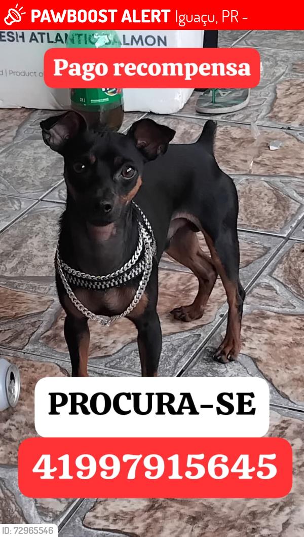 Lost Male Dog last seen Rua rio miringuava n40, Iguaçu, PR 83833-386